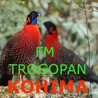 FM Tragopan Kohima